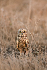 Short-eared Owl seen near Uran,Navi Mumbai,Maharashtra,India © amit