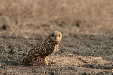 Short-eared Owl seen near Uran,Navi Mumbai,Maharashtra,India © amit
