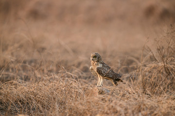 Short-eared Owl seen near Uran,Navi Mumbai,Maharashtra,India