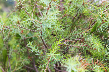 Pungiglione in vista