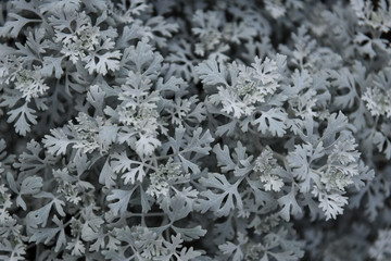 White Plant Leaves Background