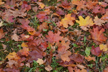 autumn leaves on green grass