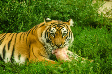 Naklejka na ściany i meble A Tiger gnawing on meat