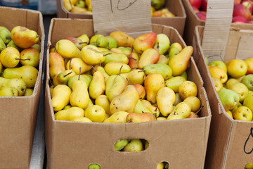 Bunch of organic fresh pears on a market. Pears of medium size. Healthy eating concept