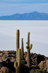 The Isla Incahuasi at the Salar de Uyuni