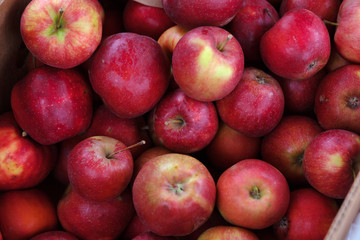 Bunch of organic fresh apples on a market. Apples of medium size. It can be used as a background. Healthy eating concept