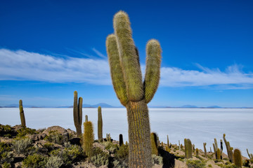 The Isla Incahuasi at the Salar de Uyuni