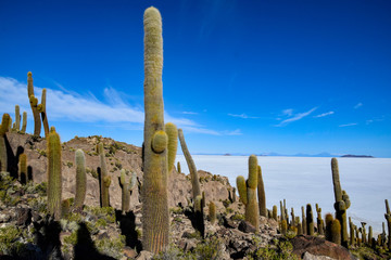 The Isla Incahuasi at the Salar de Uyuni