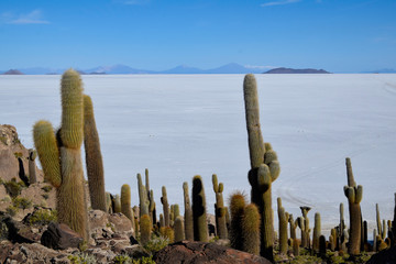 The Isla Incahuasi at the Salar de Uyuni