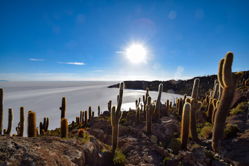 The Isla Incahuasi at the Salar de Uyuni