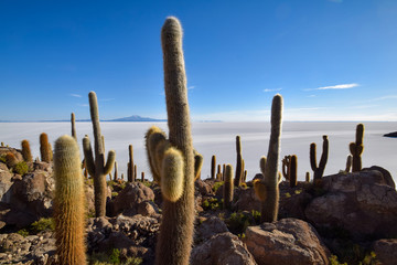 The Isla Incahuasi at the Salar de Uyuni