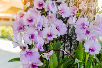 Beautiful Orchid flower in tropical garden. Floral background. Selective focus