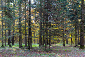 Botanical Garden. Autumn. Colorful leaves.