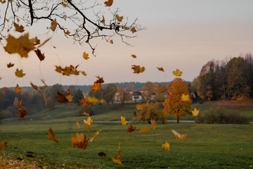 Autumn maple leaves falling from a  tree in a park with green grass and yellow leaves, evening. Beautiful foliage, leaves in motion blur, with some grain.