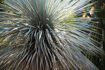 Close up view of palm and cactus in the garden Jardin Majorelle. Marrakech, Morocco.