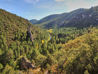 Las hojas amarillas de otoño brillan con la luz del sol en el Parque Natural del Alto Tajo. Castilla la Mancha. España