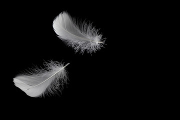 Soft white feather floating in the air, isolated on black background