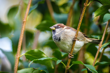 sparrow