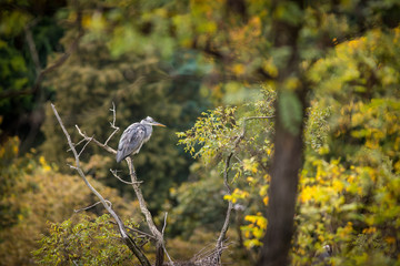 Grey heron