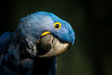 macaw