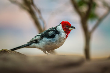 bird robin