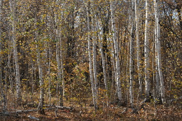 autumn birch grove, natural landscape