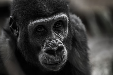 gorilla