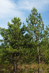 Fototapeta na wymiar young green pine trees under the blue sky