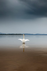 Schwan