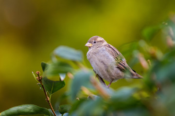 euroasian sparrow