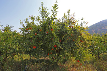 pomegranate orchard
