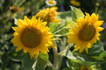 Sonnenblumen