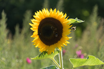 Hummeln und Bienen auf einer Sonnenblume
