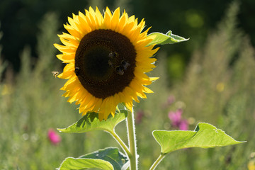 Hummeln und Bienen auf einer Sonnenblume