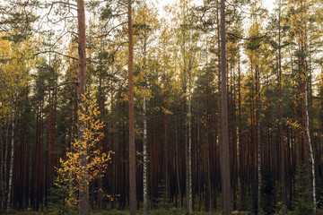Autumn forest trees  sunlit with evening sun . Nature green wood sunlight in background.