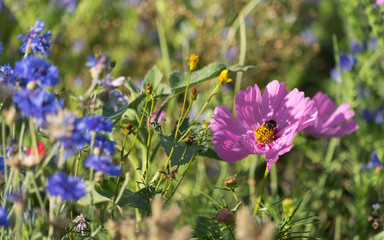 Bunte Blumenwiese mit pink- und lila-farbenen Blüten