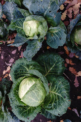 Two heads of cabbage in an autumn garden with a top view. Background. Selective focus.