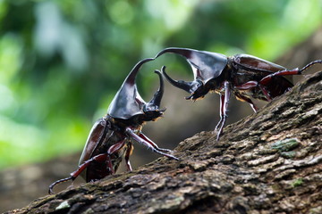 Beetles : Siamese rhinoceros beetle And fighting on tree.