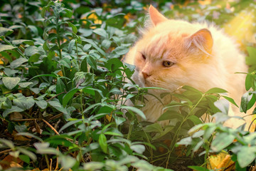 Autumn cat's portrait outdoor. Sun rays