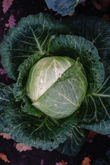 Fototapeta premium Head of cabbage in the autumn garden with a top view. Background. Selective focus.