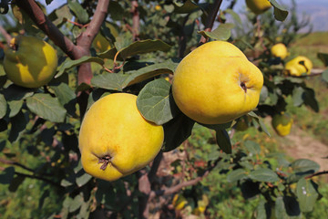 Quince orchard