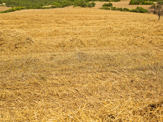 Fototapeta premium wheat field