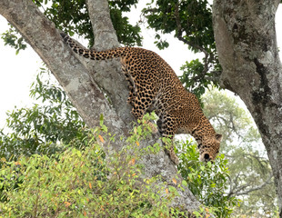 Leopard descending tree