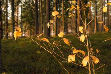 Autumn forest trees with moss and sunlit, yellow tree leaves in foreground. Nature green wood sunlight in background.