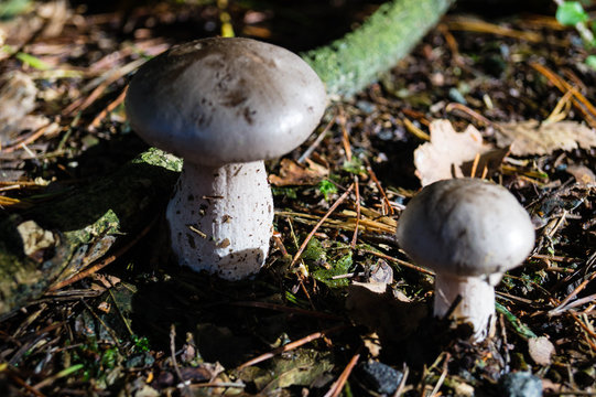 Waldpilze