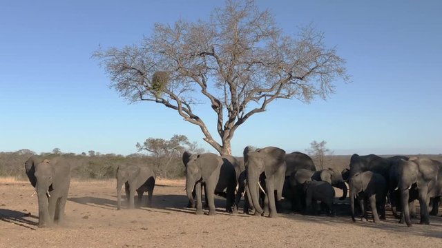Elefantenherde auf dem Weg zum Wasserloch