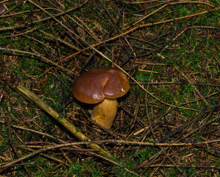 Waldpilze
