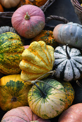 Autumn background with pile ripe pumpkins. Autumn harvest, fall vegetables. Decorative pumpkins
