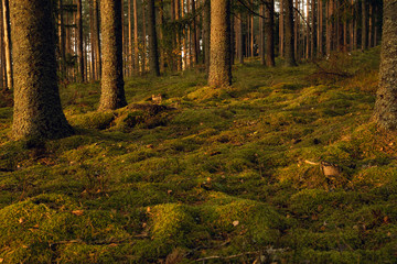 Obraz premium Autumn forest trees with moss and evening sun. Nature green wood sunlight in background.