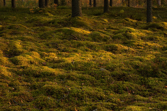 Autumn Forest Moss And Evening Sun. Green Environment, Green Lifestyle.